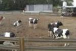 Agricultura - Vacas 1